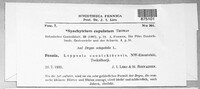 Synchytrium cupulatum image